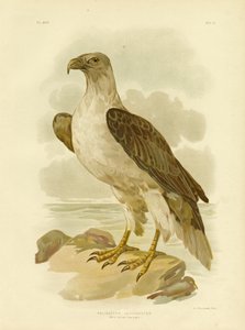 White-Bellied Sea Eagle, 1891 by Gracius Broinowski